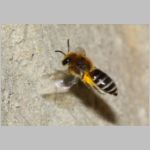 Colletes daviesanus - Seidenbiene w001c 9mm beim Nestanflug - OS-Insektenhotel det.jpg